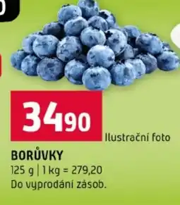 Terno Borůvky nabídka