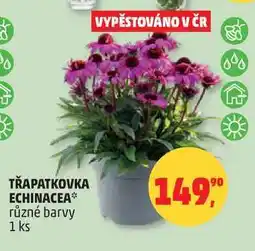 Penny Market TŘAPATKOVKA ECHINACEA různé barvy, 1 ks nabídka
