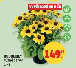 Penny Market RUDBÉKIE různé barvy, 1 ks nabídka