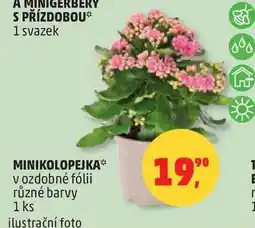Penny Market MINIKOLOPEJKA v ozdobné fólii různé barvy, 1 ks nabídka