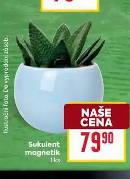Billa Sukulent magnetik 1ks nabídka