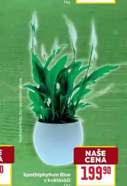 Billa Spathiphyllum Blue v květináči 1ks nabídka