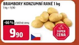 Terno Brambory konzumní rané nabídka