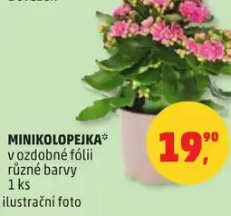Penny Market Minikolopejka nabídka