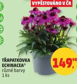 Penny Market Třapatkovka echinacea nabídka