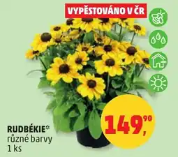 Penny Market Rudbékie nabídka