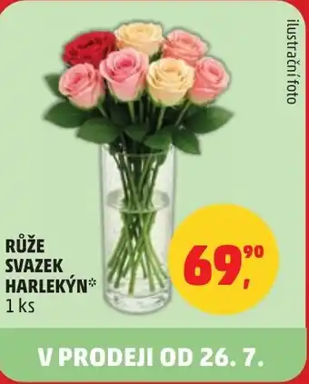 Penny Market Růže svazek harlekýn nabídka