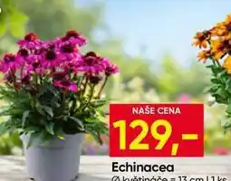 Hruška Echinacea květináče 1ks nabídka