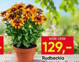 Hruška Rudbeckia 1ks nabídka