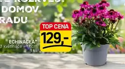 Flop Echinacea nabídka