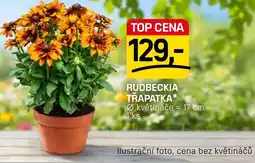 Flop Rudbeckia třapatka nabídka