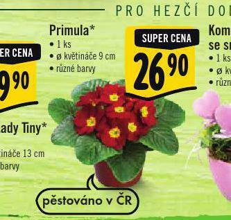 Albert Primula nabídka