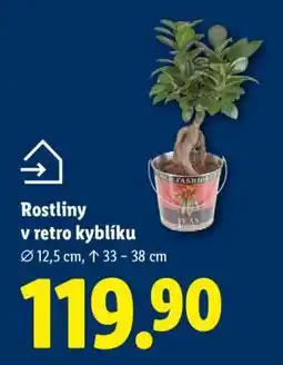 Lidl ROSTLINY V RETRO KYBLÍKU nabídka
