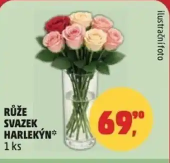 Penny Market Růže svazek harlekýn nabídka