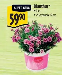 Albert Dianthus, pr. květináče 12 cm nabídka