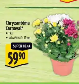 Albert Chryzantéma Carnaval, pr. květináče 12 cm nabídka