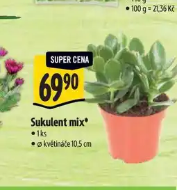 Albert Sukulent mix, pr. květináče 10,5 cm nabídka
