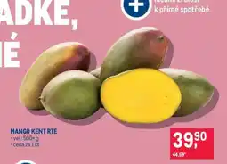 Makro MANGO KENT RTE nabídka