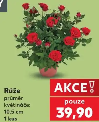 Kaufland Růže nabídka