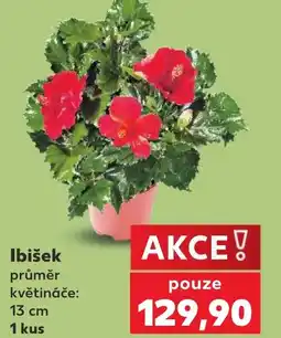 Kaufland Ibišek nabídka