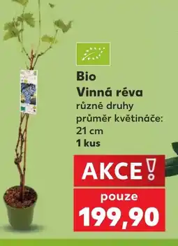 Kaufland Bio Vinná réva nabídka