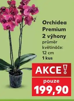 Kaufland Orchidea Premium nabídka
