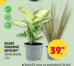 Penny Market ZELENÉ POKOJOVÉ ROSTLINY různé druhy, 1 ks nabídka