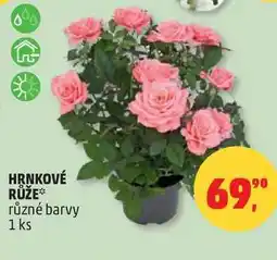 Penny Market HRNKOVÉ RŮŽE různé barvy, 1 ks nabídka