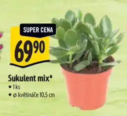 Albert Sukulent mix nabídka