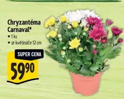Albert Chryzantéma Carnaval nabídka