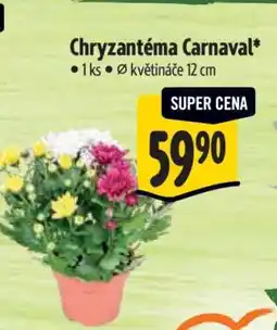 Albert Chryzantéma Carnaval nabídka