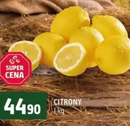 Terno Citrony nabídka
