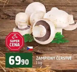 Terno Žampiony čerstvé nabídka