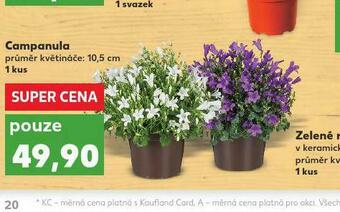 Kaufland Campanula nabídka