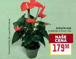 Billa Anturie mix nabídka