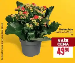 Billa Kalanchoe nabídka