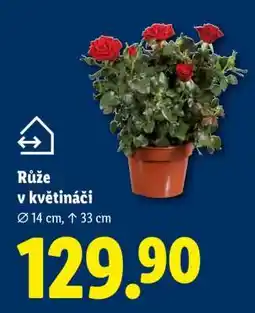 Lidl RŮŽE V KVĚTINÁČI nabídka