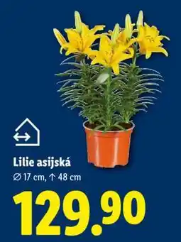Lidl LILIE ASIJSKÁ nabídka