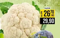 Jip Květák nabídka