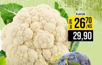 Jip Květák nabídka
