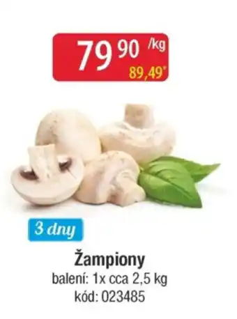Qanto Žampiony nabídka