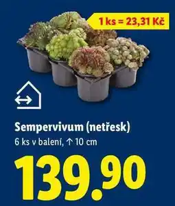 Lidl Sempervivum (netřesk), 6 ks nabídka