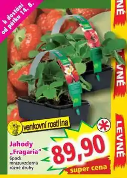 Norma Jahody Fragaria nabídka