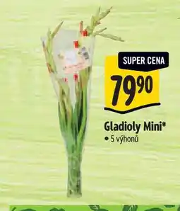 Albert Gladioly Mini 5 výhonů nabídka