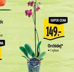 Albert Orchidej 1 výhon nabídka