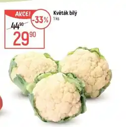 Globus Květák bílý nabídka