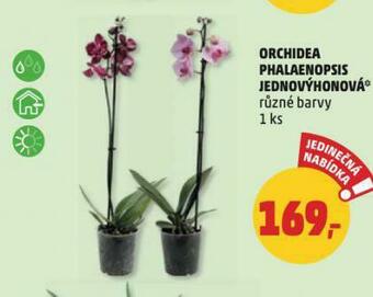 Penny Market Orchidea phalaenopsis nabídka