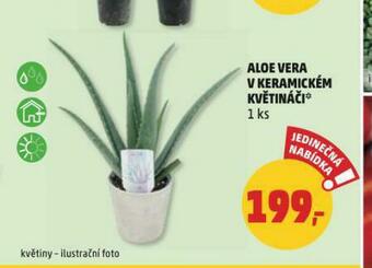Penny Market Aloe vera nabídka