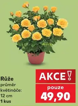 Kaufland Růže nabídka
