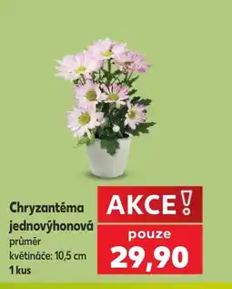 Kaufland Chryzantéma jednovýhonová nabídka